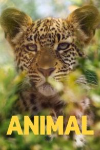 VER Animal Online Gratis HD